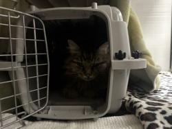 Shelter Stray Female Cat last seen E Armour Blvd and Holmes St, KCMO, 64109, 64109, MO, 7077 Elmwood Ave, Kansas City, MO 64132, USA