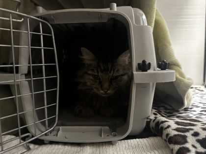 Shelter Stray Female Cat last seen E Armour Blvd and Holmes St, KCMO, 64109, 64109, MO, 7077 Elmwood Ave, Kansas City, MO 64132, USA