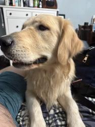 Reunited Male Dog last seen Manzanita Park, Hacienda Heights, CA 91745