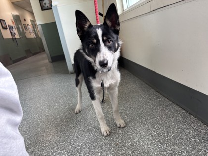 Shelter Stray Male Dog last seen Near 91st Street, Oakland, CA, 1101 29th Ave, Oakland, CA 94601, USA