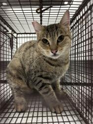Shelter Stray Unknown Cat last seen Brought in from the man with multiple cats in truc, Oakland, CA, 1101 29th Ave, Oakland, CA 94601, USA
