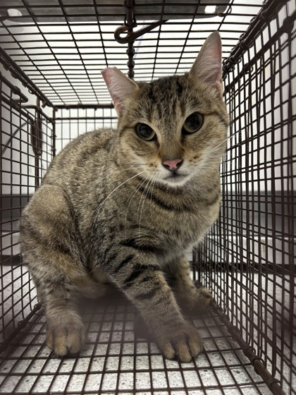 Shelter Stray Unknown Cat last seen Brought in from the man with multiple cats in truc, Oakland, CA, 1101 29th Ave, Oakland, CA 94601, USA