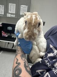 Shelter Stray Female Rabbit last seen Near fruitvale av, Oakland,, 1101 29th Ave, Oakland, CA 94601, USA