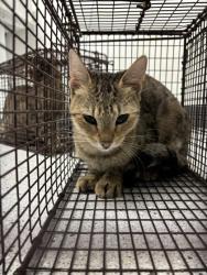 Shelter Stray Unknown Cat last seen Brought in from the man with multiple cats in truc, Oakland, CA, 1101 29th Ave, Oakland, CA 94601, USA