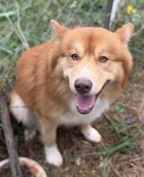 Shelter Stray Male Dog last seen Near New moon Ln, Bessemer City, NC, 1491 Business Park Ct, Gastonia, NC 28052, USA