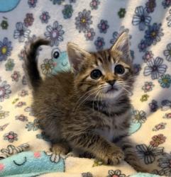 Shelter Stray Female Cat last seen Stagecoach Rd / Davis Park Rd, County/Unicorporated, NC, 1491 Business Park Ct, Gastonia, NC 28052, USA