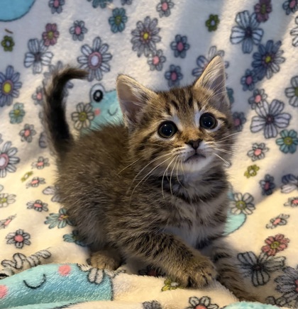 Shelter Stray Female Cat last seen Stagecoach Rd / Davis Park Rd, County/Unicorporated, NC, 1491 Business Park Ct, Gastonia, NC 28052, USA