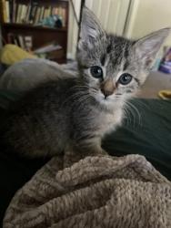 Shelter Stray Female Cat last seen Near Bluebird Ln, Decatur GA 30032, 30032, GA, 3280 Chamblee Dunwoody Rd, Chamblee, GA 30341, USA