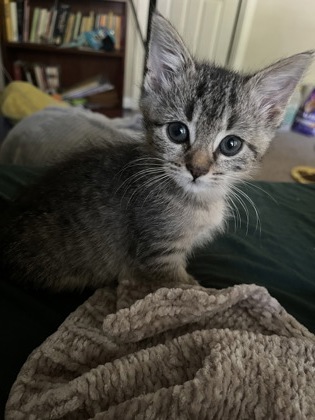 Shelter Stray Female Cat last seen Near Bluebird Ln, Decatur GA 30032, 30032, GA, 3280 Chamblee Dunwoody Rd, Chamblee, GA 30341, USA