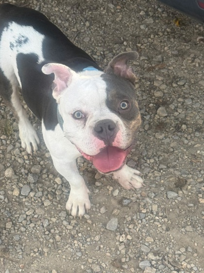 Shelter Stray Male Dog last seen Near Healy Lane, Monona, WI, Monona, City of, WI, 5132 Voges Rd, Madison, WI 53718, USA