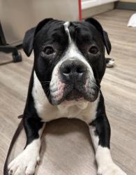 Shelter Stray Male Dog last seen Near E Vista Way, Vista, CA, 92084, Oceanside, CA 92058, USA