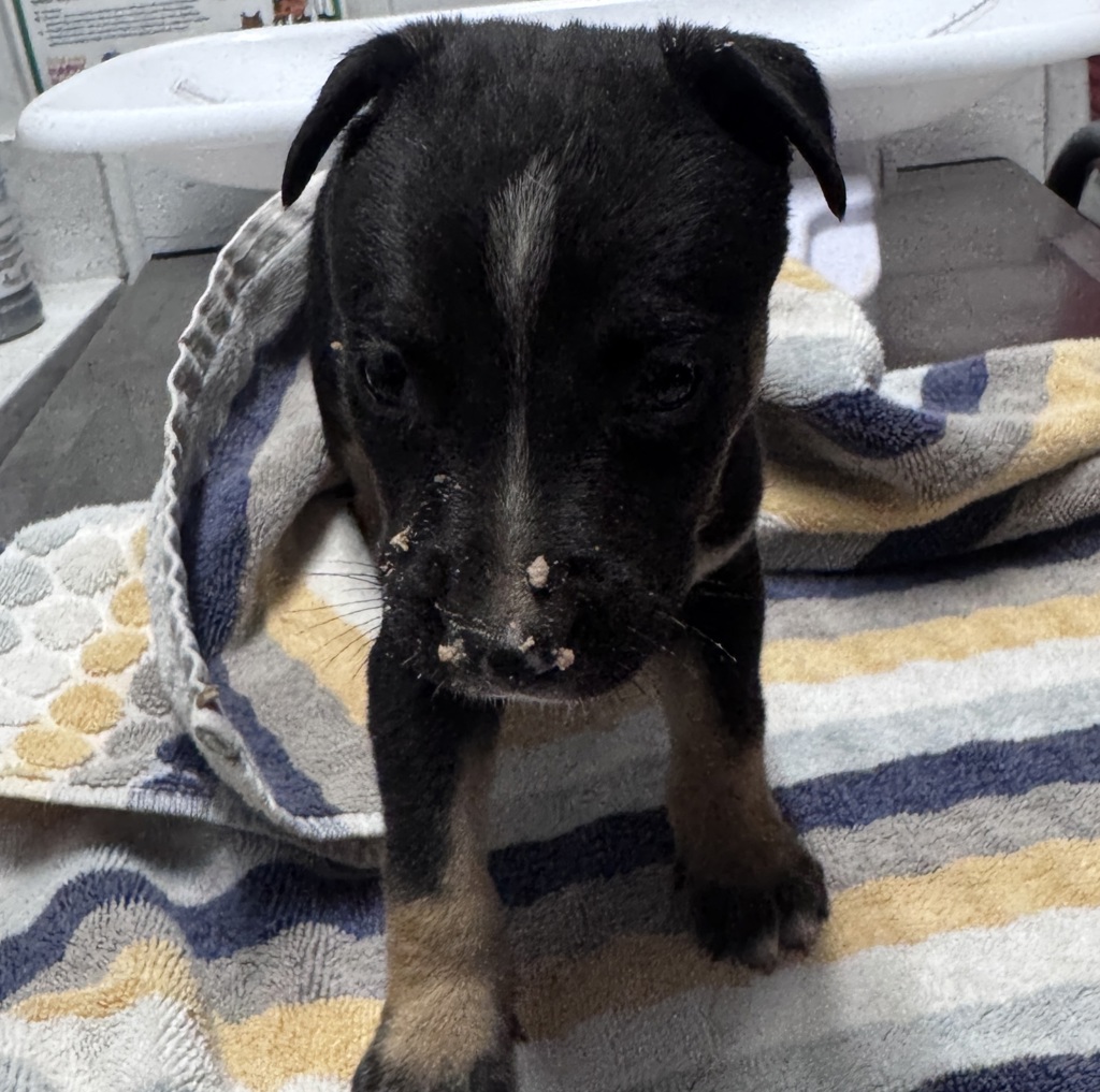 Shelter Stray Male Dog last seen Poomacha Road, Pauma Valley, CA, 92061, Escondido, CA 92027, USA