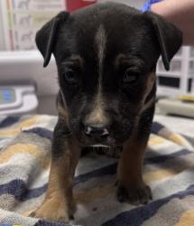 Shelter Stray Male Dog last seen Poomacha Road, Pauma Valley, CA, 92061, Escondido, CA 92027, USA