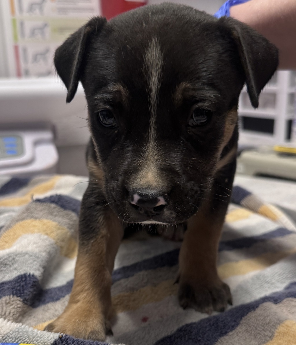 Shelter Stray Male Dog last seen Poomacha Road, Pauma Valley, CA, 92061, Escondido, CA 92027, USA
