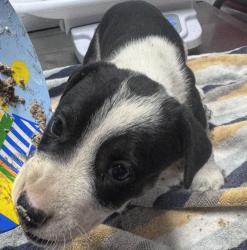 Shelter Stray Female Dog last seen Poomacha Road, Pauma Valley, CA, 92061, Escondido, CA 92027, USA
