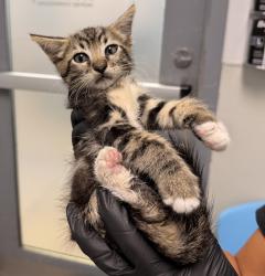 Shelter Stray Male Cat last seen Near S 45 Street, San Diego, CA, 92113, 5500 Gaines St, San Diego, CA 92110, USA