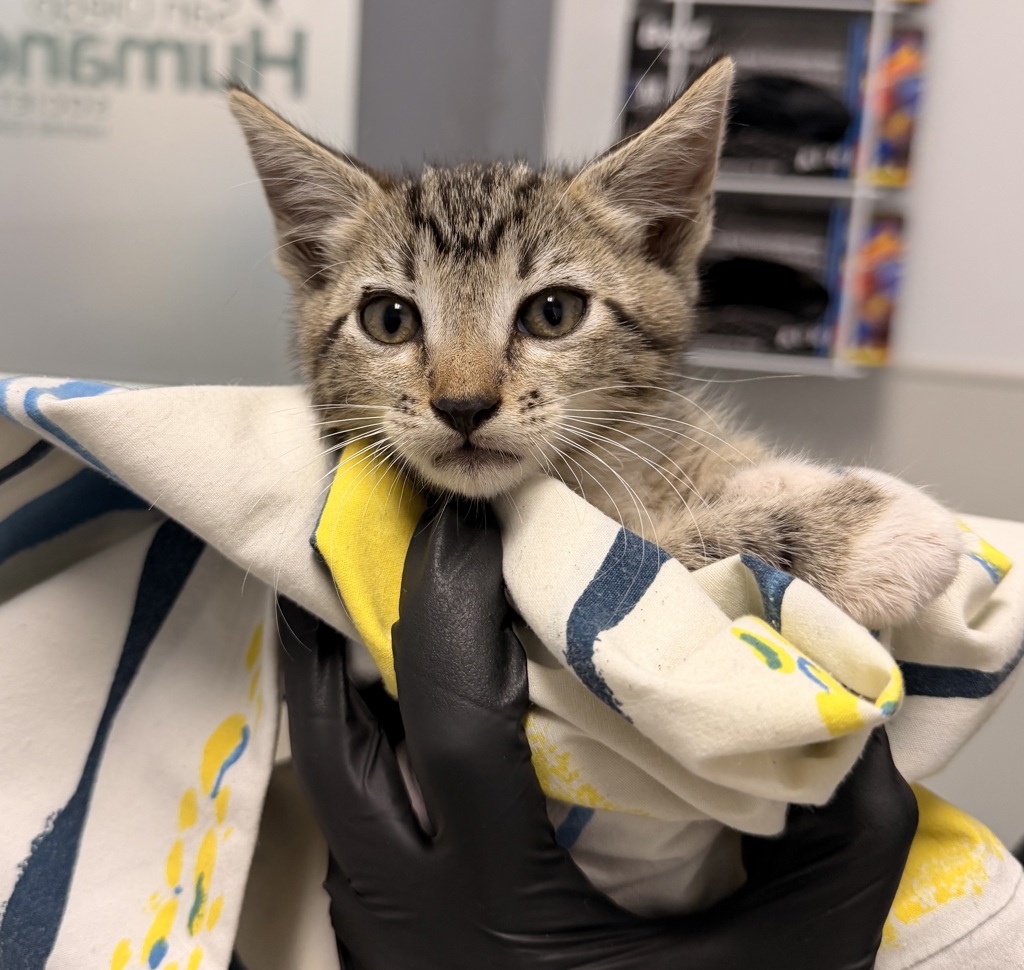 Shelter Stray Female Cat last seen Near S 45 Street, San Diego, CA, 92113, 5500 Gaines St, San Diego, CA 92110, USA