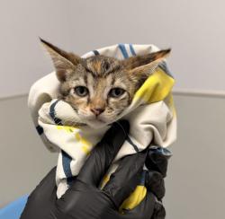 Shelter Stray Female Cat last seen Near S 45 Street, San Diego, CA, 92113, 5500 Gaines St, San Diego, CA 92110, USA