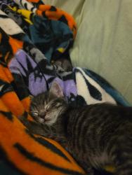 Shelter Stray Female Cat last seen Near Hillside Terrace, Vista, CA, 92084, Oceanside, CA 92058, USA