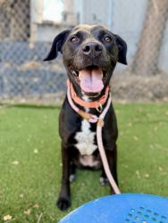 Shelter Stray Female Dog last seen Near S 300 E, MILLCREEK, UT, 84107, 511 W 3900 S, Salt Lake City, UT 84123, USA
