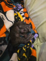 Shelter Stray Male Cat last seen 258, Moreno Valley, CA, 92551, Oceanside, CA 92058, USA