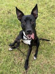Shelter Stray Female Dog last seen Near Printwood Way, San Diego, CA, 92117, El Cajon, CA 92020, USA