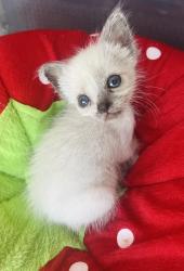 Shelter Stray Female Cat last seen 69th Street, San Diego, CA, 92114, 5500 Gaines St, San Diego, CA 92110, USA