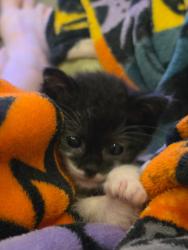 Shelter Stray Female Cat last seen 258, Moreno Valley, CA, 92551, Oceanside, CA 92058, USA