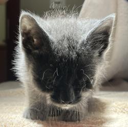 Shelter Stray Female Cat last seen Near West Avenue, SAN LEANDRO, CA, 94577, 8323 Baldwin St, Oakland, CA 94621, USA