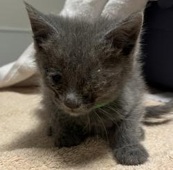 Shelter Stray Male Cat last seen Near West Avenue, SAN LEANDRO, CA, 94577, 8323 Baldwin St, Oakland, CA 94621, USA