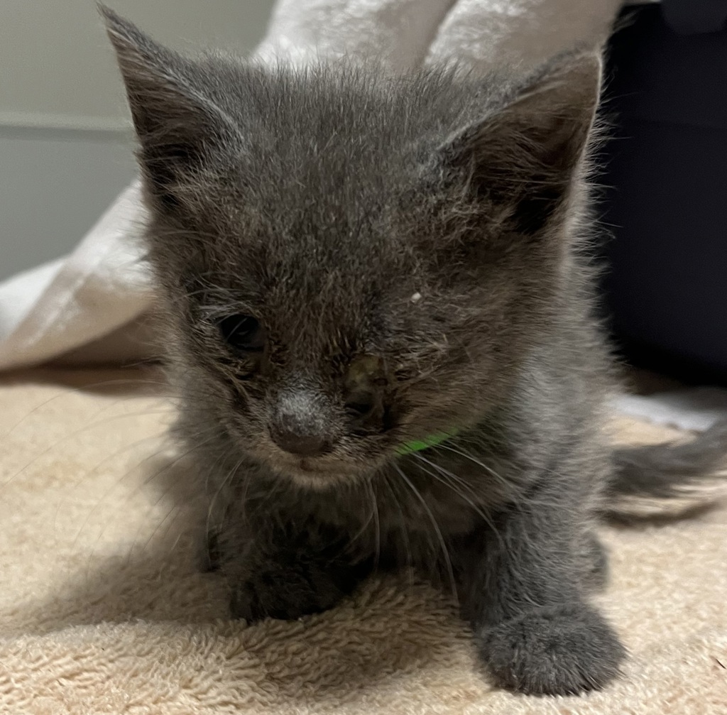 Shelter Stray Male Cat last seen Near West Avenue, SAN LEANDRO, CA, 94577, 8323 Baldwin St, Oakland, CA 94621, USA