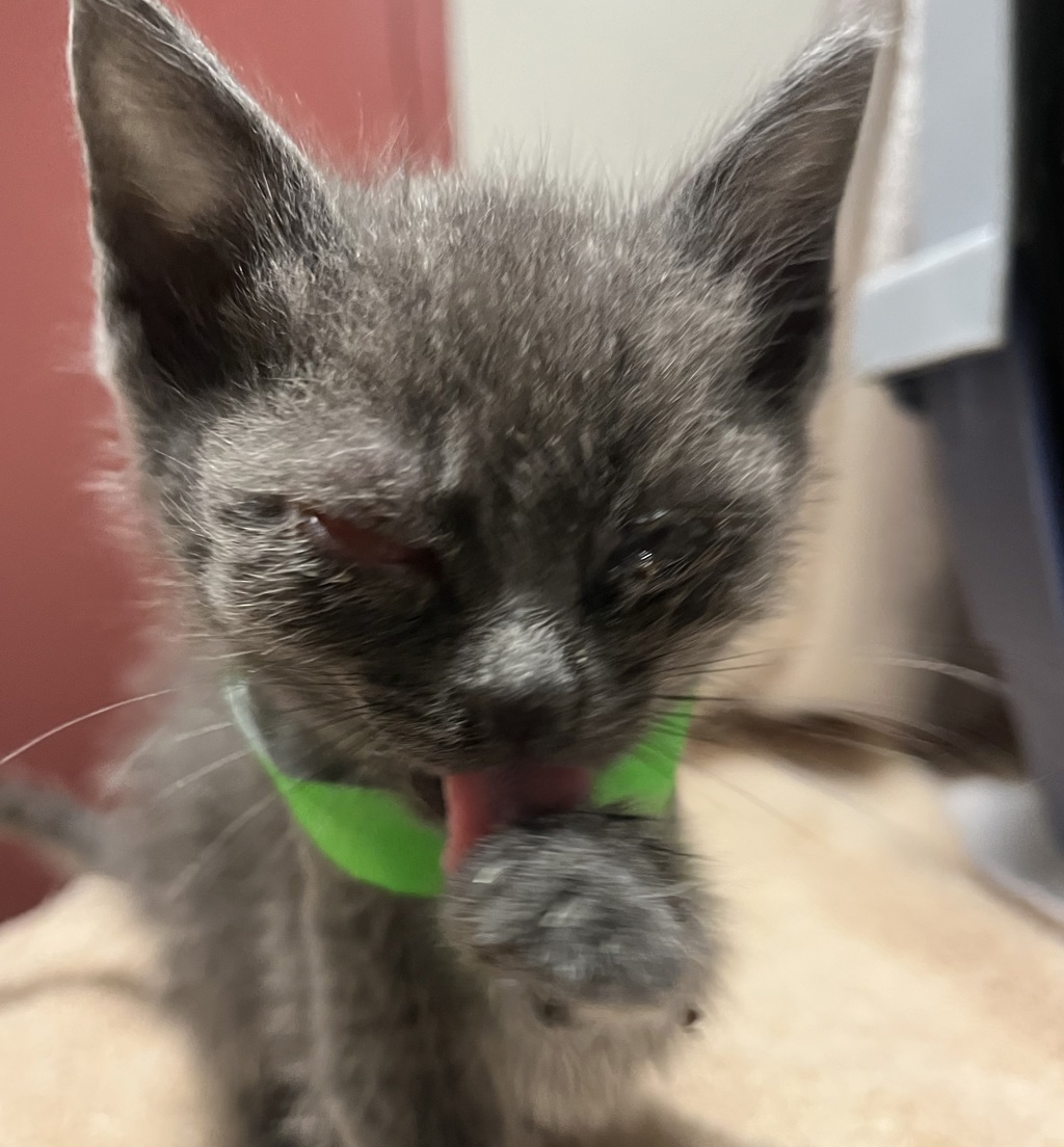 Shelter Stray Male Cat last seen Near West Avenue, SAN LEANDRO, CA, 94577, 8323 Baldwin St, Oakland, CA 94621, USA