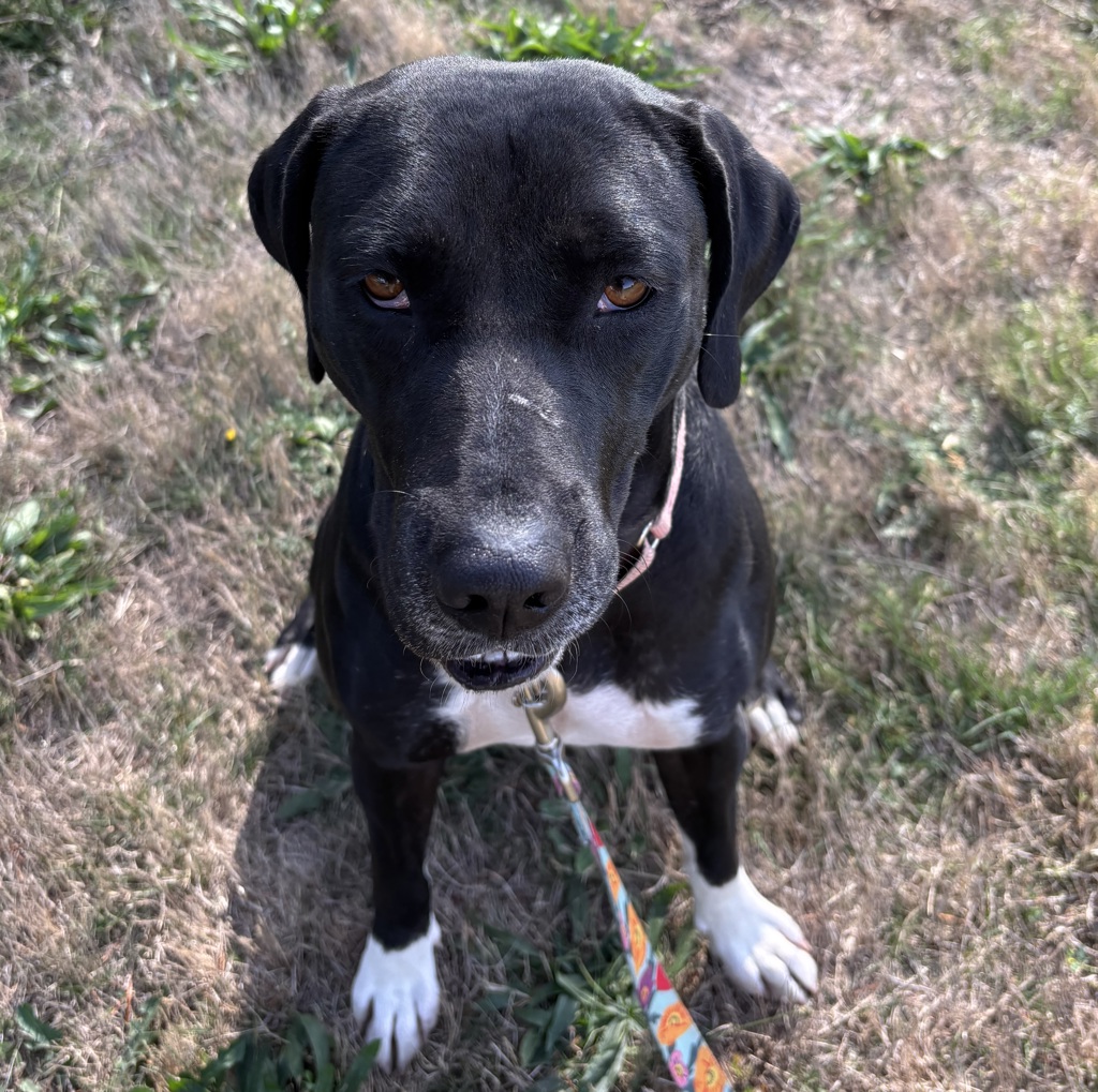 Shelter Stray Female Dog last seen SW Linneman Ct/SW 7th st, GRESHAM, OR, 97030, 1700 W Historic Columbia River Hwy, Troutdale, OR 97060, USA