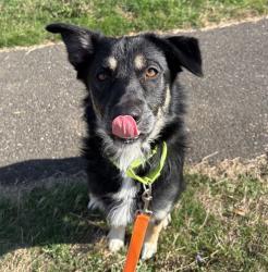 Shelter Stray Male Dog last seen Division / 136th, PORTLAND, OR, 97236, 1700 W Historic Columbia River Hwy, Troutdale, OR 97060, USA