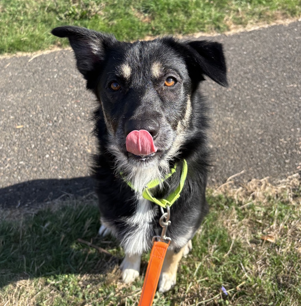 Shelter Stray Male Dog last seen Division / 136th, PORTLAND, OR, 97236, 1700 W Historic Columbia River Hwy, Troutdale, OR 97060, USA