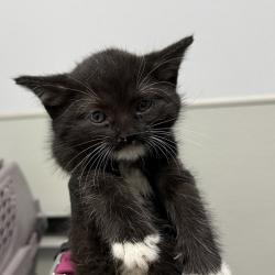 Shelter Stray Female Cat last seen Near W Ingersoll Street, San Diego, CA, 92111, 5500 Gaines St, San Diego, CA 92110, USA