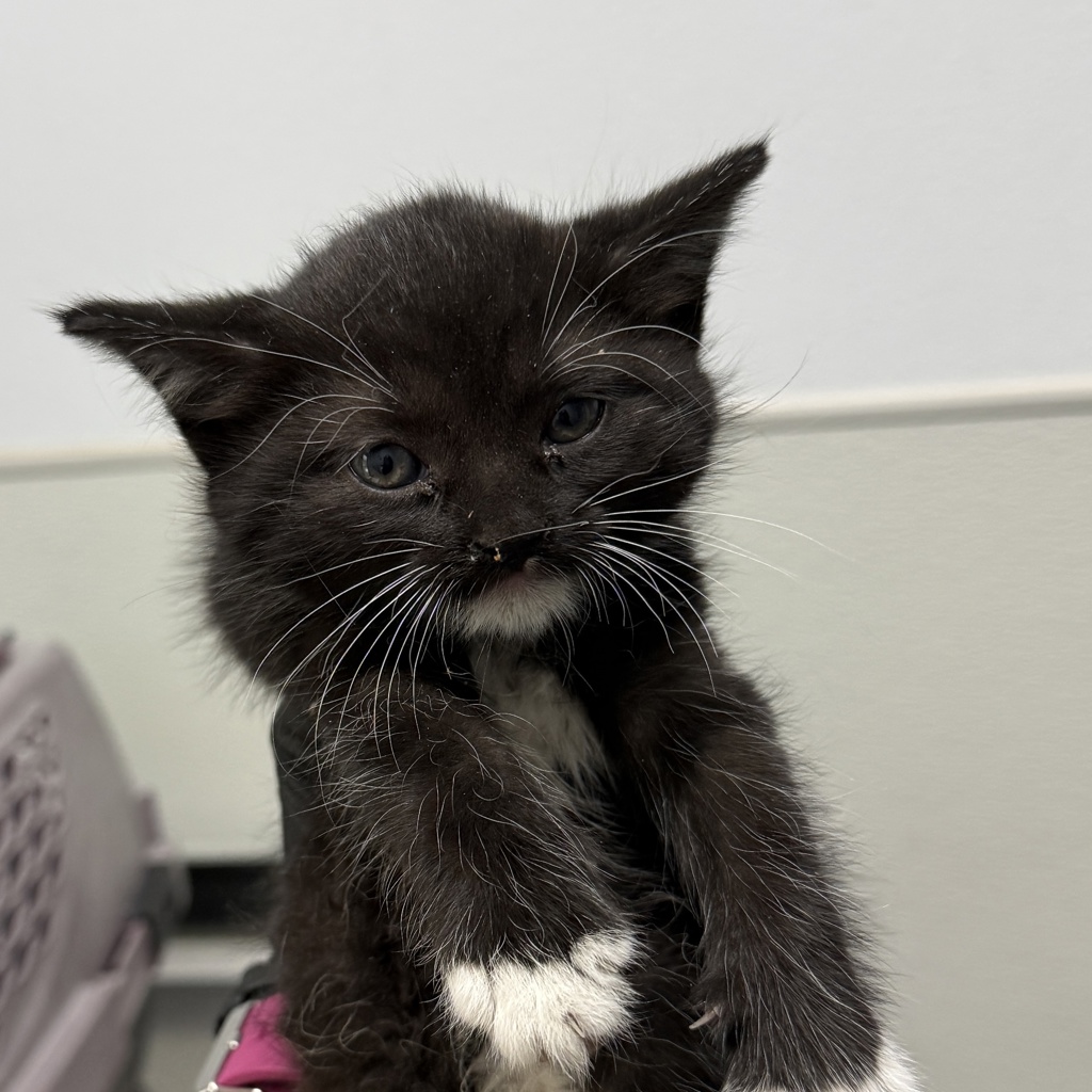 Shelter Stray Female Cat last seen Near W Ingersoll Street, San Diego, CA, 92111, 5500 Gaines St, San Diego, CA 92110, USA