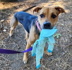Shelter Stray Female Dog last seen N Knott / N Albina, OR, 1700 W Historic Columbia River Hwy, Troutdale, OR 97060, USA