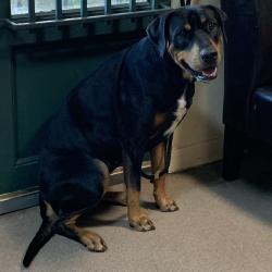 Shelter Stray Female Dog last seen , 361 S Raymond Ave, Pasadena, CA 91105, USA