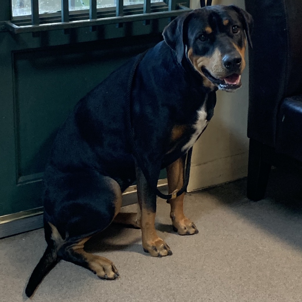 Shelter Stray Female Dog last seen , 361 S Raymond Ave, Pasadena, CA 91105, USA