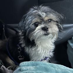 Shelter Stray Male Dog last seen , Animal Care & Control Team of Philly, 111 W Hunting Park Ave, Philadelphia, PA 19140, USA