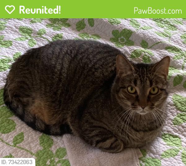 Reunited Male Cat last seen Old Franklinton Rd. and Olde Brassfield Dr., Franklinton, NC 27525