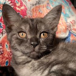 Found/Stray Unknown Cat last seen In the parking lot of Ralphs on Manchester Ave and Western Ave, Los Angeles, CA 90047