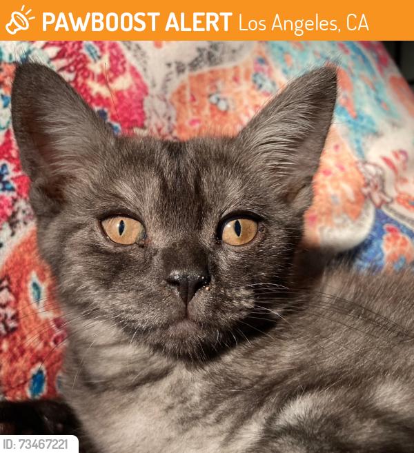 Found/Stray Unknown Cat last seen In the parking lot of Ralphs on Manchester Ave and Western Ave, Los Angeles, CA 90047