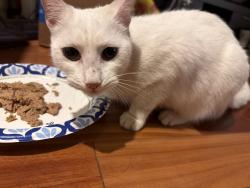Found/Stray Unknown Cat last seen Crowley Playground, Queens, NY 11373