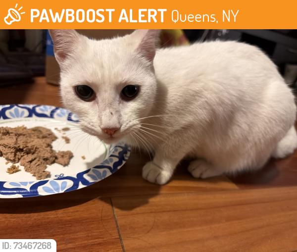 Found/Stray Unknown Cat last seen Crowley Playground, Queens, NY 11373