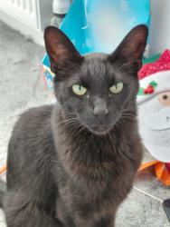 Lost Male Cat last seen Oasis Academy New Oak, Bristol City, England BS14 9DG