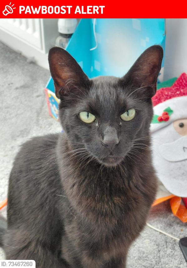 Lost Male Cat last seen Oasis Academy New Oak, Bristol City, England BS14 9DG