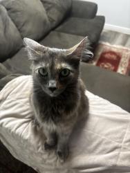 Lost Female Cat last seen Behind Napa On Keizer, Keizer, OR 97303