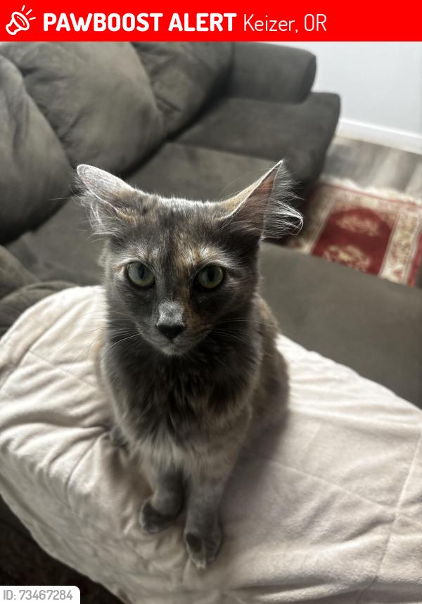 Lost Female Cat last seen Behind Napa On Keizer, Keizer, OR 97303